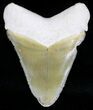 Tan Bone Valley Megalodon Tooth #18454-1